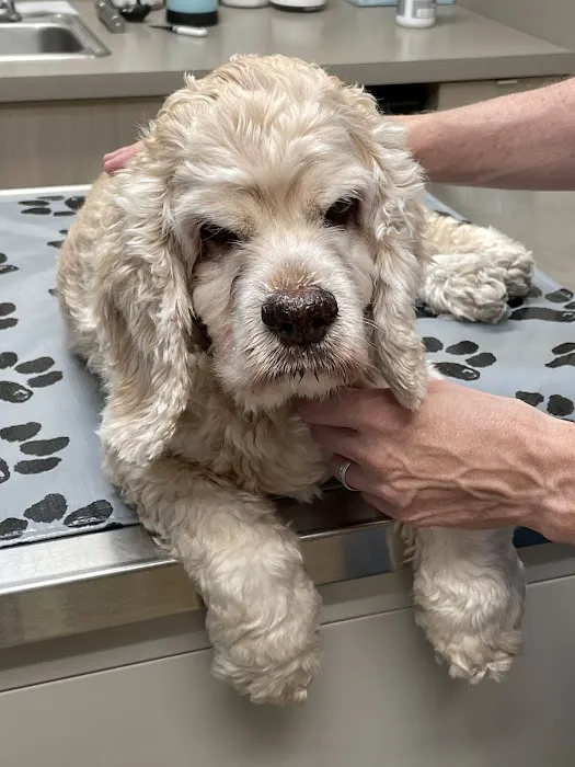 My Best Friend Veterinary Center Picture 3