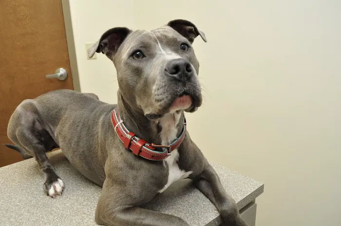 My Best Friend Veterinary Center Picture 10