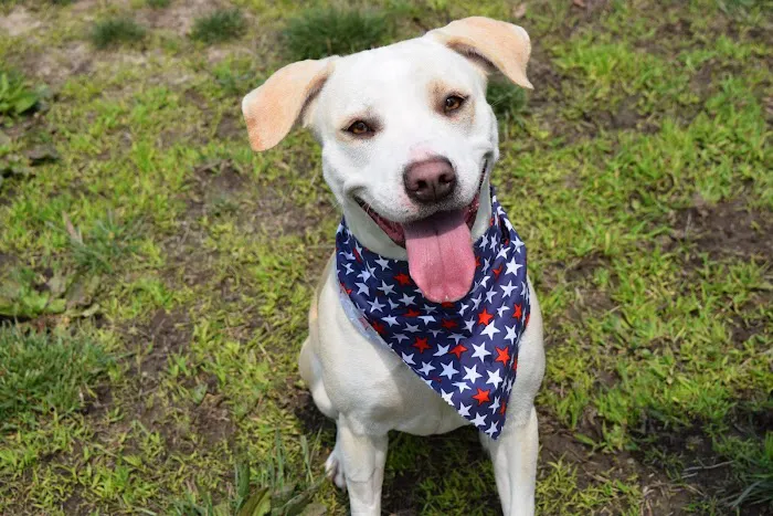 Animal Medical Center Mid-America Maryland Heights Picture 2