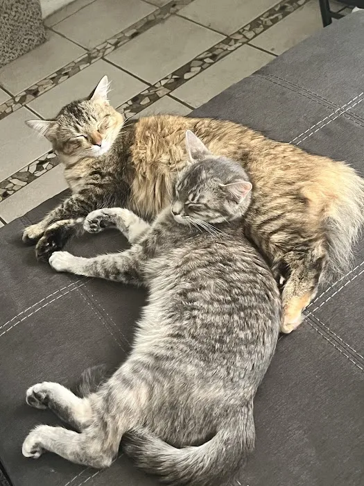 Animal Medical Center Mid-America Maryland Heights Picture 1