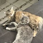 Animal Medical Center Mid-America Maryland Heights