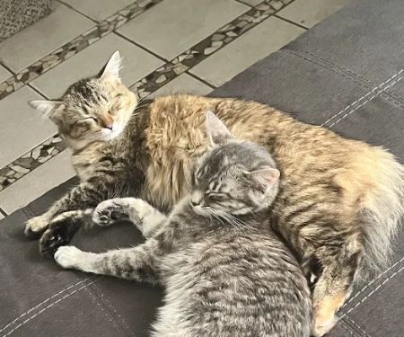 Animal Medical Center Mid-America Maryland Heights