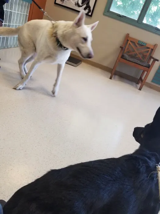 Bridgeton Animal Hospital Picture 4