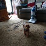 Bridgeton Animal Hospital