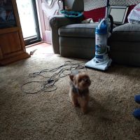 Bridgeton Animal Hospital ico