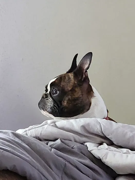 Bridgeton Animal Hospital Picture 5