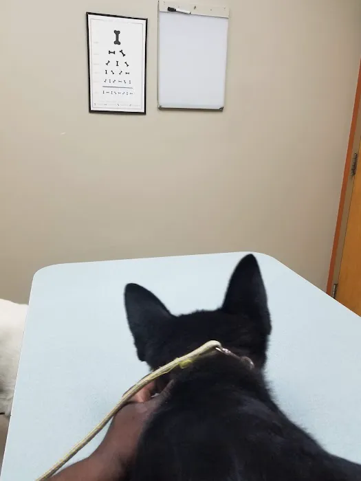 Bridgeton Animal Hospital Picture 6