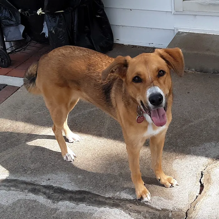 Bridgeton Animal Hospital Picture 10