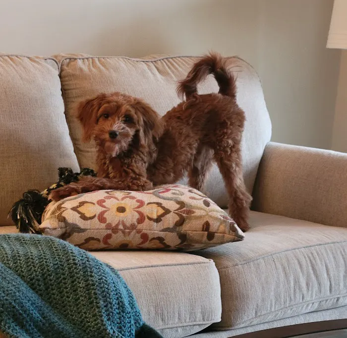 Family Animal Hospital Picture 1