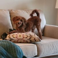 Family Animal Hospital ico