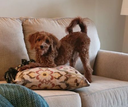 Family Animal Hospital