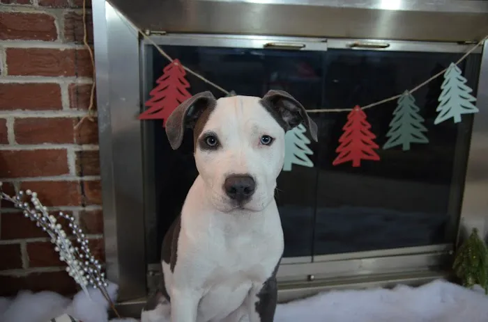 Family Animal Hospital Picture 2