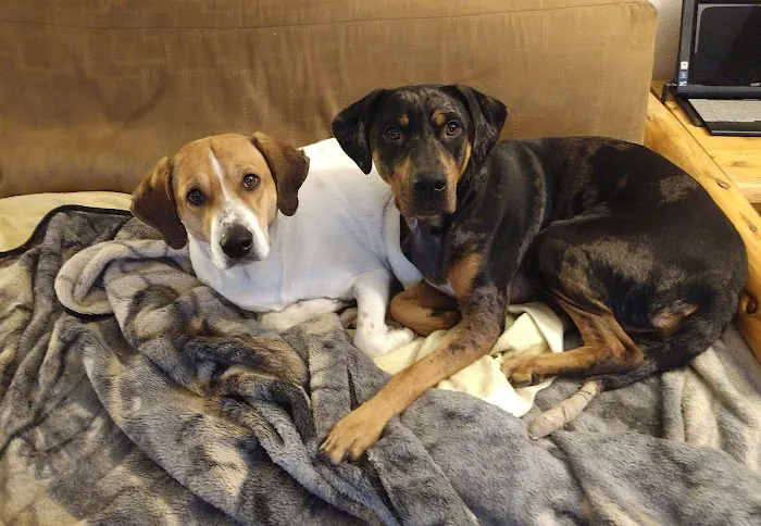 Family Animal Hospital Picture 9