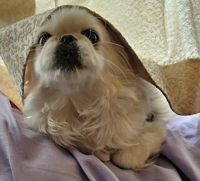 Family Animal Hospital Picture 8