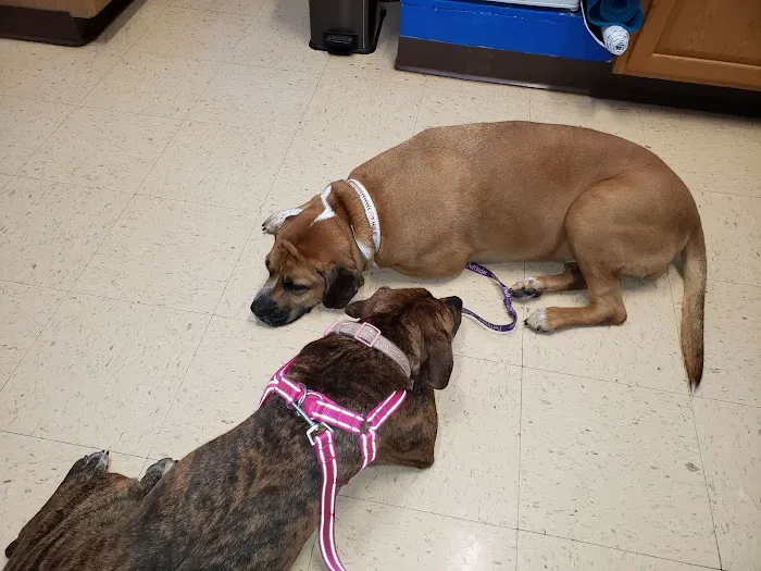 Family Animal Hospital Picture 6