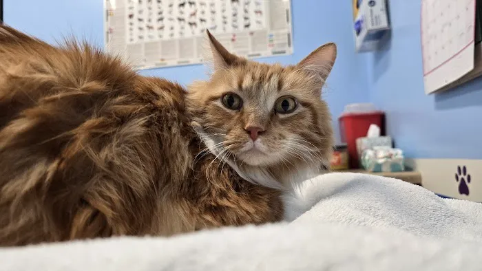 Family Animal Hospital Picture 10