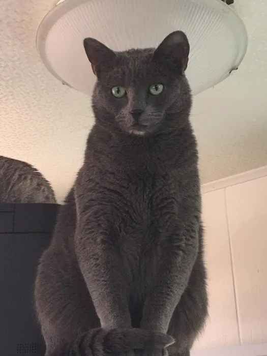 Cat Clinic Picture 2