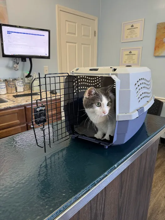 Cat Clinic Picture 3