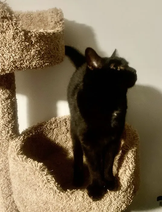 Cat Clinic Picture 1