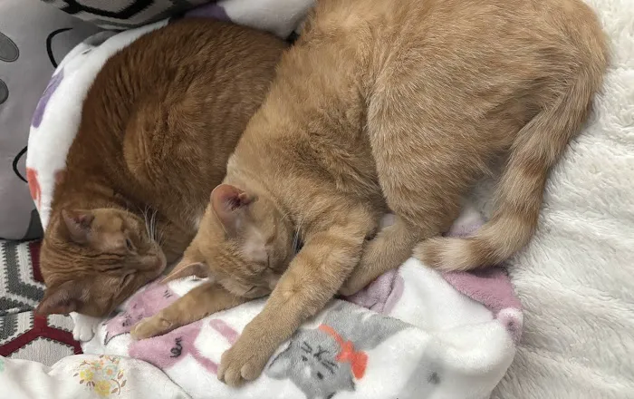 Cat Clinic Picture 4