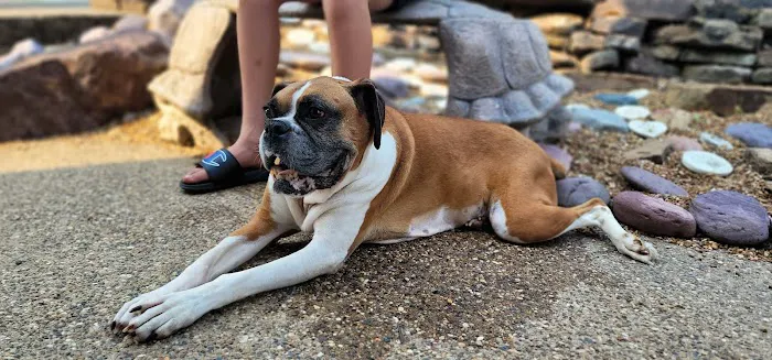 St Charles Animal Hospital Picture 1