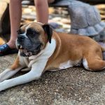 St Charles Animal Hospital