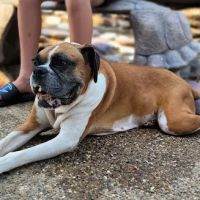 St Charles Animal Hospital ico