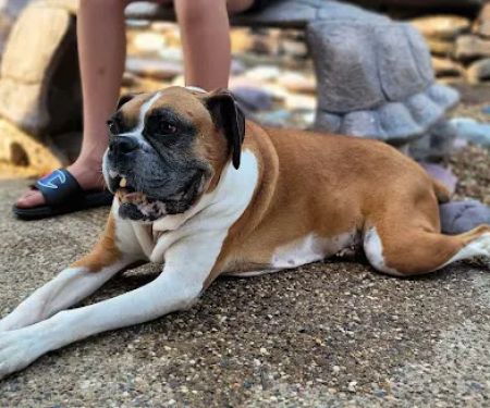 St Charles Animal Hospital