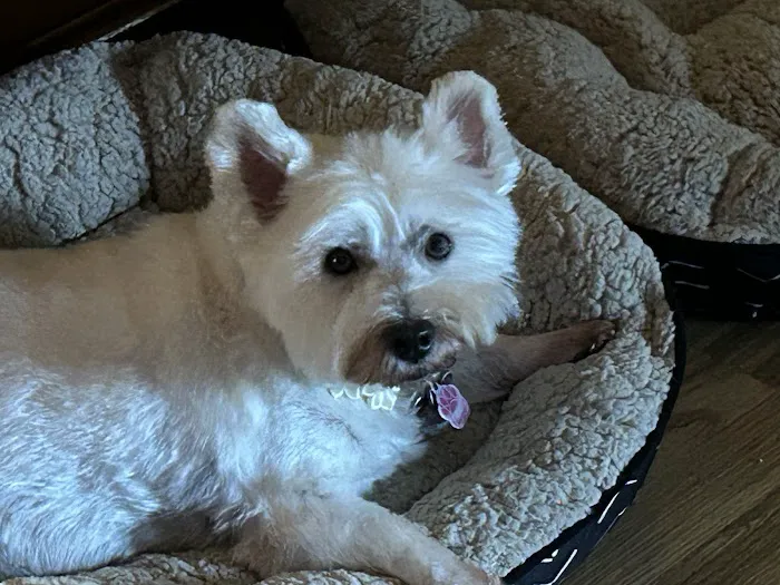 St Charles Animal Hospital Picture 3