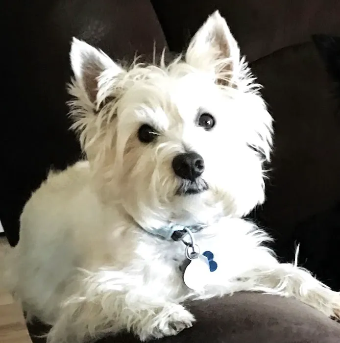 St Charles Animal Hospital Picture 4