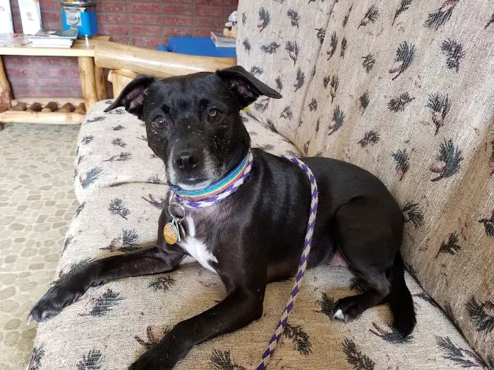 St Charles Animal Hospital Picture 7