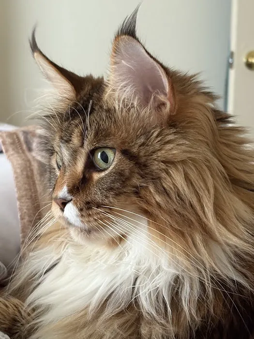 First Capitol Animal Hospital LLC Picture 1