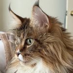 First Capitol Animal Hospital LLC