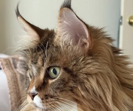 First Capitol Animal Hospital LLC