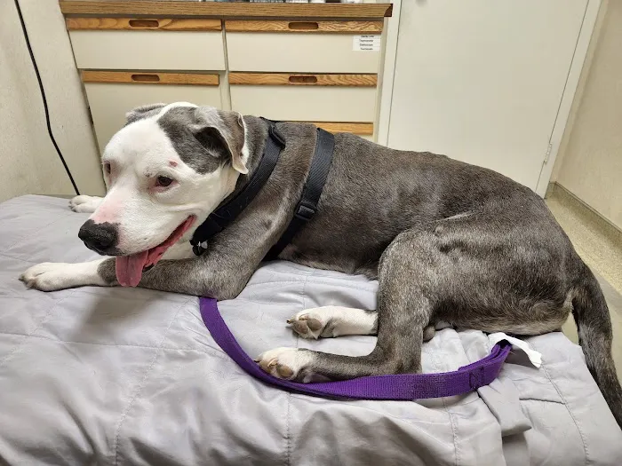 First Capitol Animal Hospital LLC Picture 2