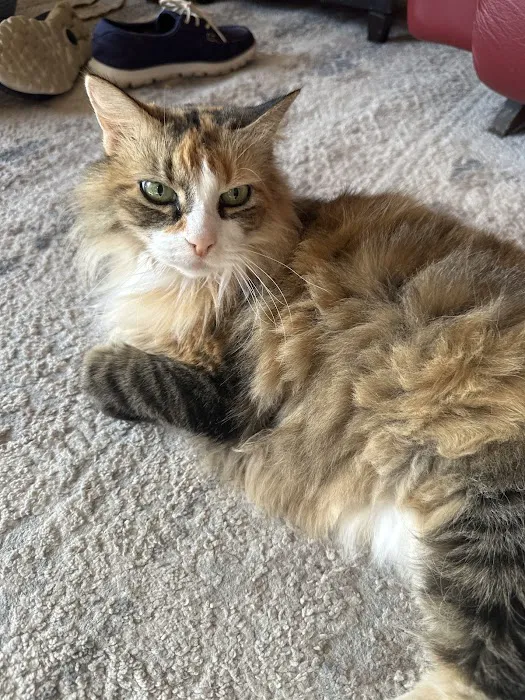 First Capitol Animal Hospital LLC Picture 5