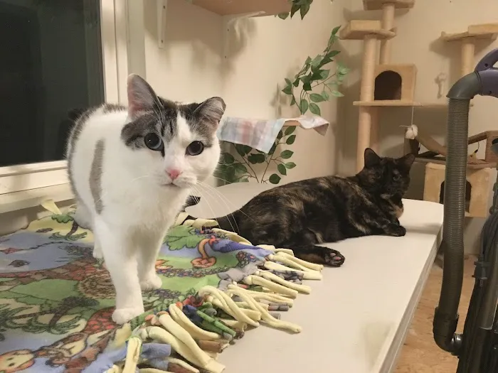 First Capitol Animal Hospital LLC Picture 6