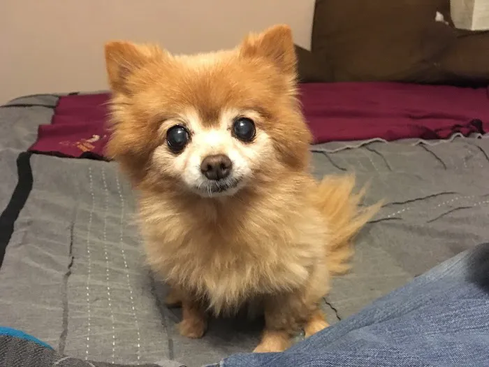 First Capitol Animal Hospital LLC Picture 4