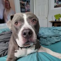 Willowbrook Veterinary Clinic ico