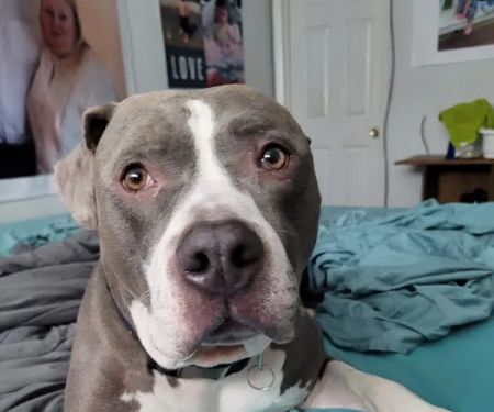 Willowbrook Veterinary Clinic