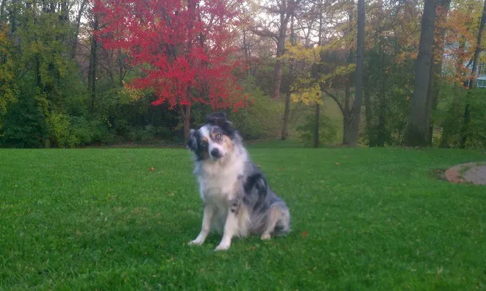 Spoede Animal Hospital Picture 6