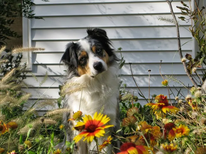 Spoede Animal Hospital Picture 9