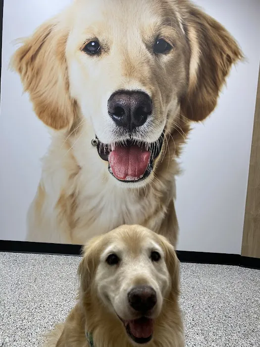 MetroVet St. Louis Picture 7