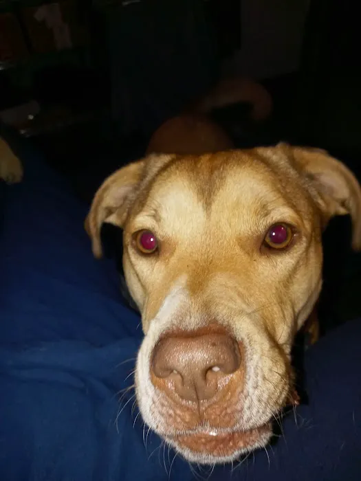 MetroVet St. Louis Picture 5