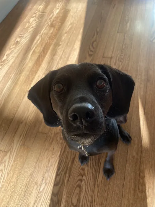 MetroVet St. Louis Picture 8