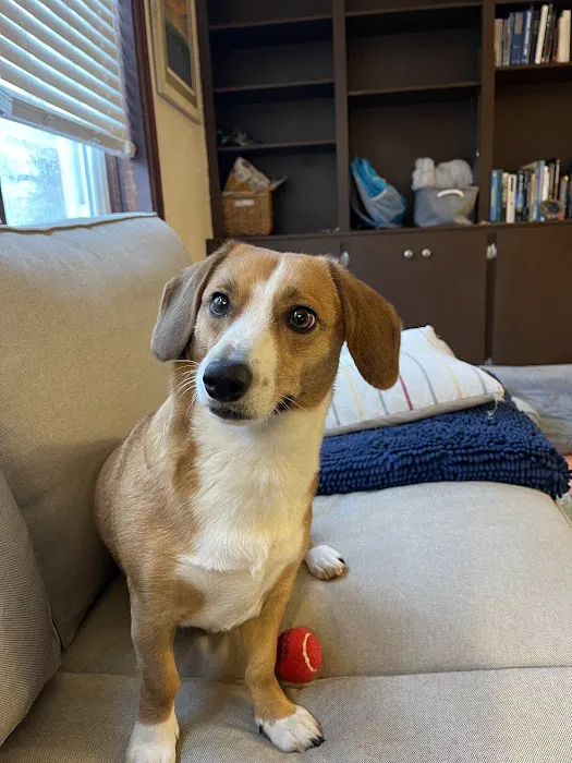 MetroVet St. Louis Picture 10