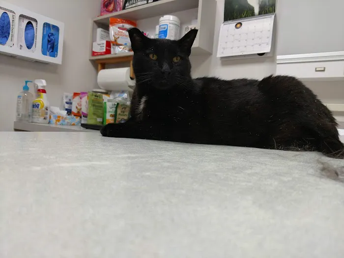 The Veterinary Clinic PC Picture 2