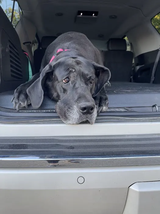 The Veterinary Clinic PC Picture 1