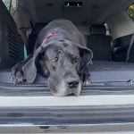 The Veterinary Clinic PC