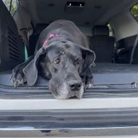 The Veterinary Clinic PC ico